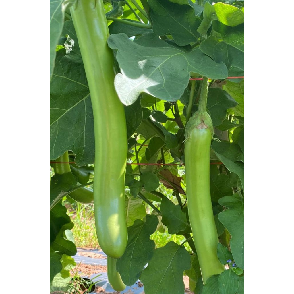 กล้าพันธุ์ มะเขือยาวท็อปกัน(ยกถาด105ต้น)มะเขือยาวเขียว - รูปที่ 2