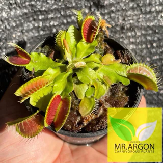 กาบหอยแครงแดง (Dionaea muscipula) กระถาง 2 นิ้ว 3 นิ้ว และ 4 นิ้ว หลากหลายสายพันธุ์ "Venus flytrap"