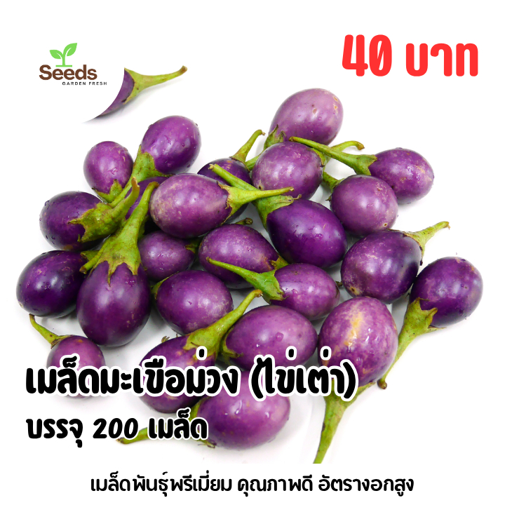 เมล็ดมะเขือม่วง (ไข่เต่า) บรรจุ 200 เมล็ด