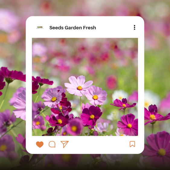 สุดคุ้ม!! เมล็ดพันธุ์ดอกคอสมอสคละสี (Cosmos) แดง ขาว ชมพู - รูปที่ 7