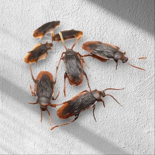 แมลงสาบปลอม ของเล่น เหมือนจริงที่สุด แกล้งคน เล่นกับแมว โมเดลสัตว์ Cockroach