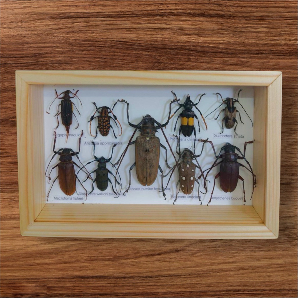 แมลงรวมสต๊าฟ 9ตัว(Real Insect Wood Frame)