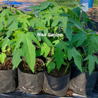 Nisa Garden ต้นมะละกอ แขกดำ เนื้อหวาน ทานผลสุก ส้มตำอร่อย 🔥ซื้อ 5 แถมฟรี 1 🔥