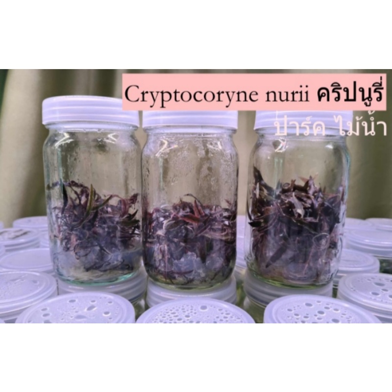 Cryptocoryne nurii คริปนูรี่ พร้อมส่ง แน่นทุกขวด พร้อมส่ง