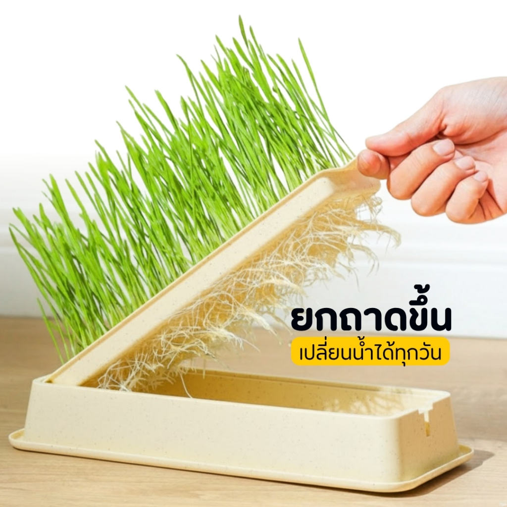 [PetParadise.th] ชุดปลูกต้นอ่อนข้าวสาลี ถาดปลูกหญ้าแมว ข้าวสาลีแมว ปลูกง่าย ไม่ใช้ดิน หญ้าแมว ออร์แกนิค ราคา ถูกที่สุด ดีลบีเคเค แกลเลอรีภาพที่ 7