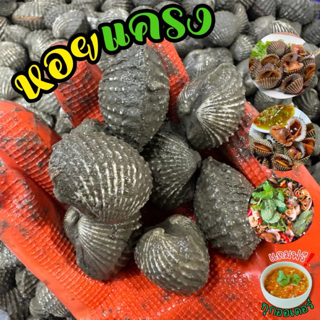 ‼️หอยแครงสดไซส์จัมโบ้+ฟรีน้ำจิ้มซีฟู้ด‼️หอยแครงสดจากบ่อ🐚 สด สะอาด พร้อมส่งทั่วไทย🛺