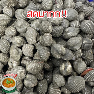 ‼️หอยแครงสดไซส์จัมโบ้+ฟรีน้ำจิ้มซีฟู้ด‼️หอยแครงสดจากบ่อ🐚 สด สะอาด พร้อมส่งทั่วไทย🛺