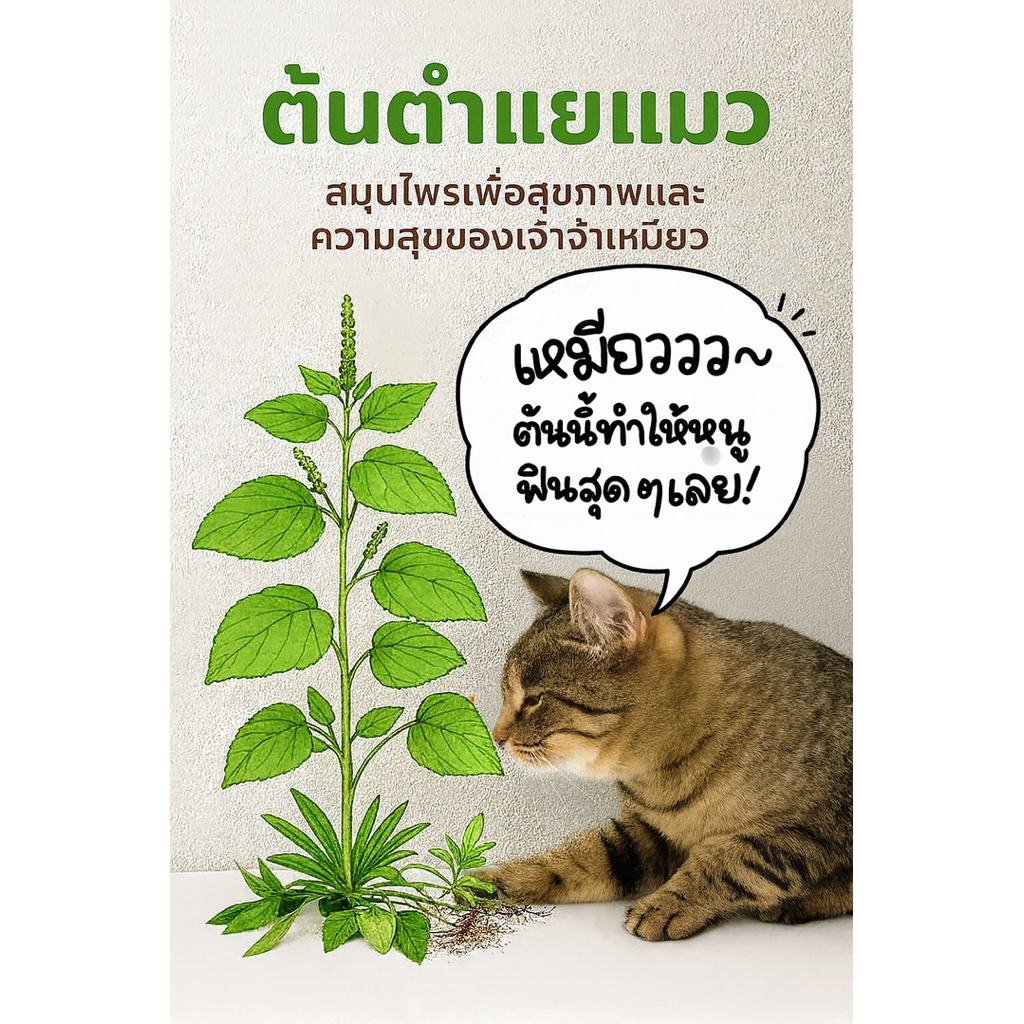 หญ้าแมว ,ต้นตำแยแมว ,ต้นกัญชาแมว ใช้แล้วแมวมีความสุข