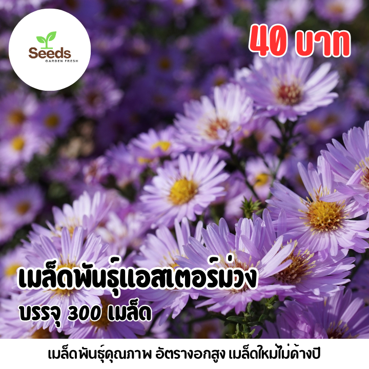 เมล็ดพันธุ์แอสเตอร์สีม่วง บรรจุ 300 เมล็ด