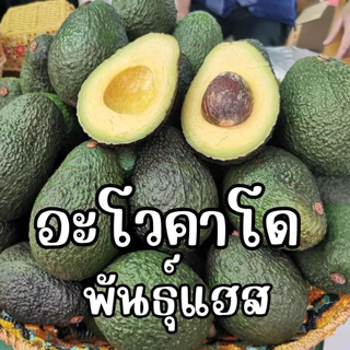 ต้นอะโวคาโดแฮสส์ ทาบกิ่ง ต้นใหญ่ขนาด 90-1เมตร ติดผลไวแน่นอน มีเนื้อเหนียว นุ่ม มีรสชาติที่มัน (คล้ายเนย)และมีกลิ่นหอม