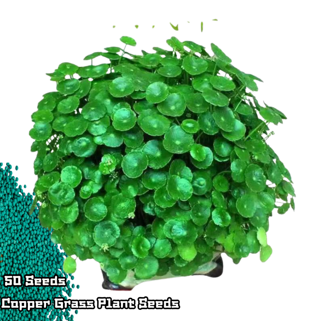 50 เมล็ด เมล็ดพันธุ์หญ้าทองแดง Copper Grass Seeds – Deep Green Lawn Grass, Easy to Grow