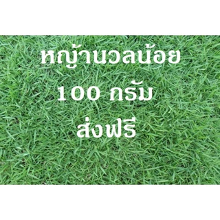 เมล็ดหญ้านวลน้อย 100 กรัม แถมฟรีปุ๋ย เร่งราก เร่งโต เข้มข้น ปลูกได้ 25-50 ตรม พร้อมส่ง