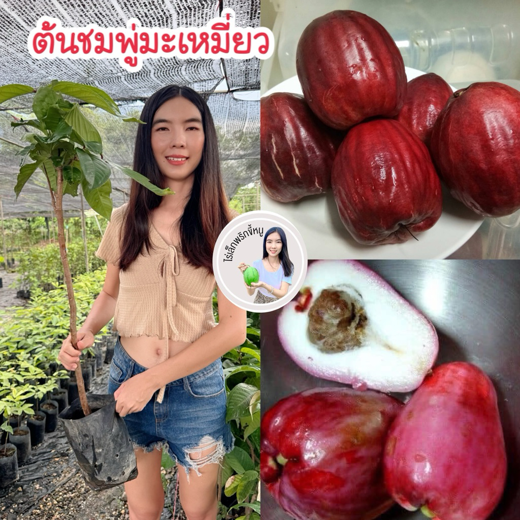 #ต้นชมพู่มะเหมี่ยว สูงราว 50-100เซน #ต้นมะเหมี่ยว