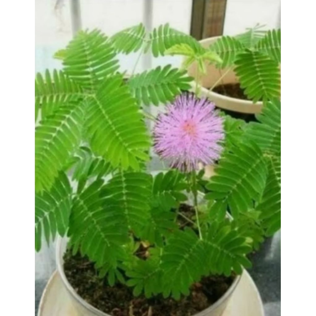 ต้นไมยราบในกระถางปลูกประดับน่ารักมินิมอล sensitive Plant - รูปที่ 2
