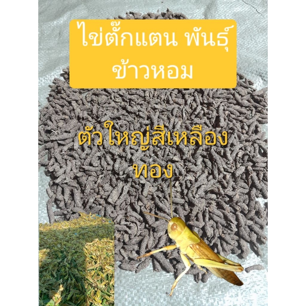 ไข่ตั๊กแตนพันธ์ข้าวหอม ครึ่งขีด (50 กรัม) จุดเด่นตัวใหญ่กว่าโมจีนไข่ สีเหลืองทอง  สวยงาม เลี้ยงง่ายโตไวมีโปรตีนสูง
