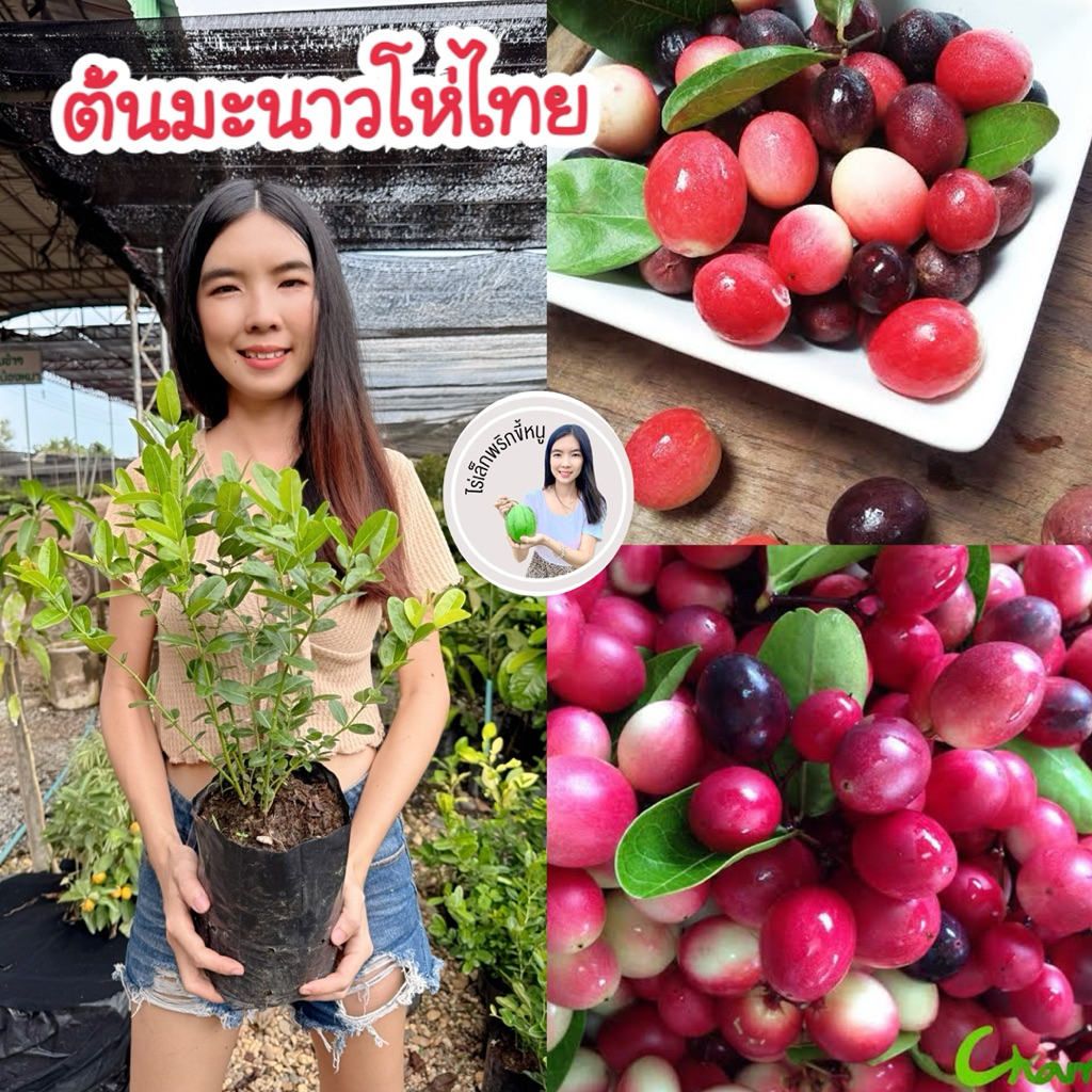 #ต้นมะนาวโห่ไทย ปลูก8-12 เดือนติดลูก
