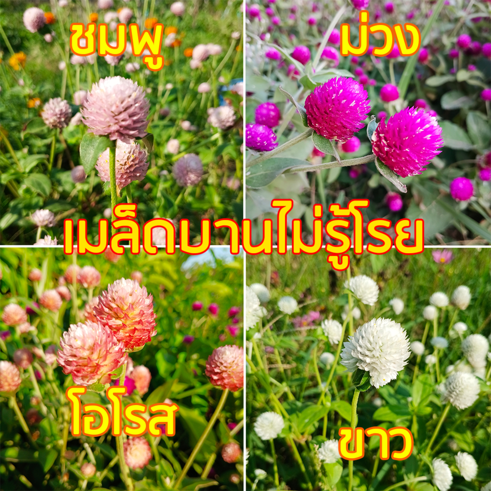 เมล็ดดอกบานไม่รู้โรย ซองละ 300 เมล็ด สีชมพู สีขาว สีม่วง สีโอโรส ## ดอกบานไม่รู้โรย บานไม่รู้โรย ดอกตะล่อม ผักสวนครัว