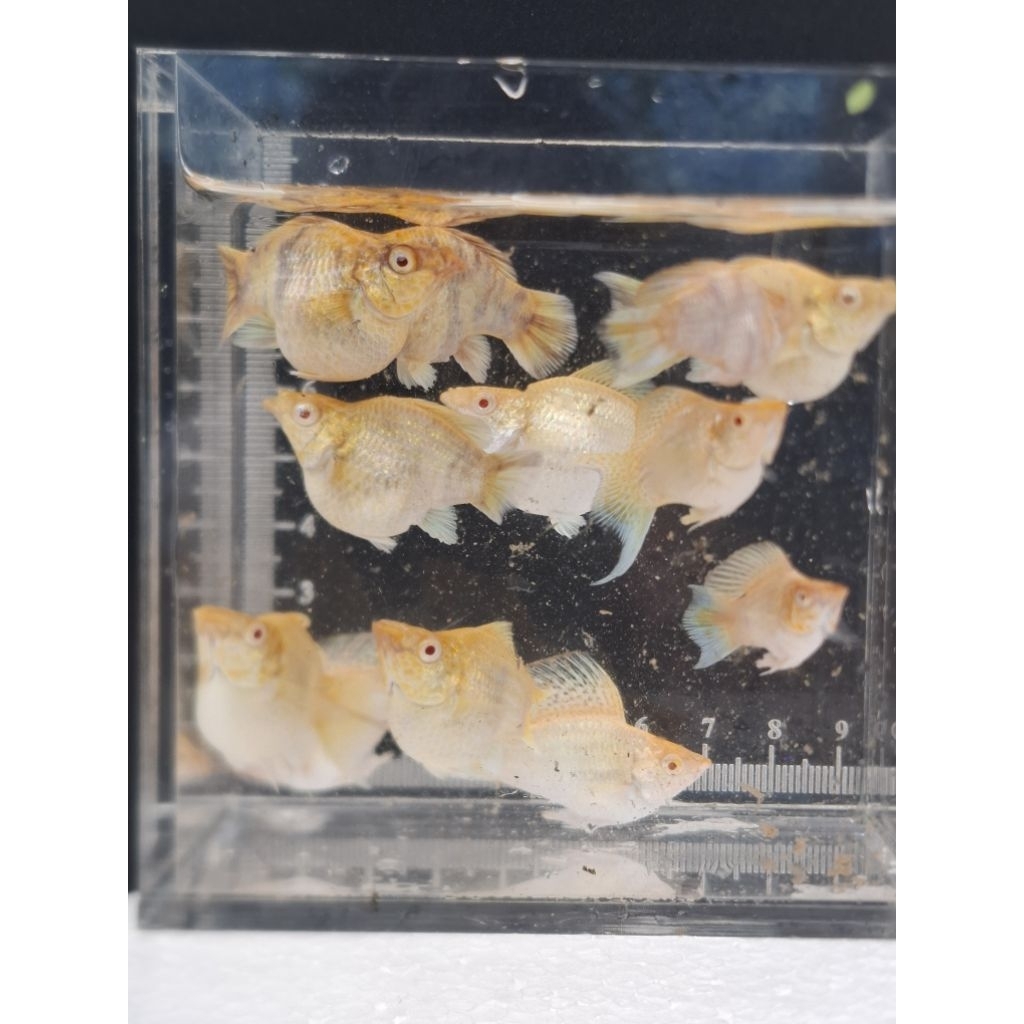 อาหารปลาบอลลูนม้าทอง / Molly Balloon Golden Zebra