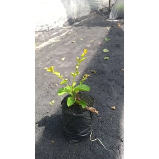 ดอกยี่เข่งสีชมพู1ต้นถุงดำขนาดเล็ก