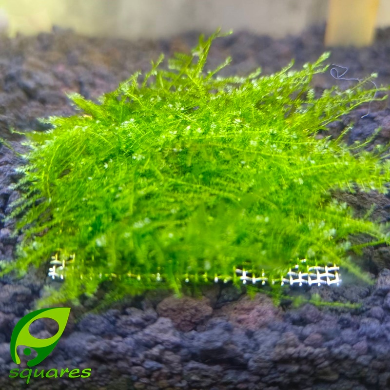 คริสมาสต์มอส(Christmas Moss)