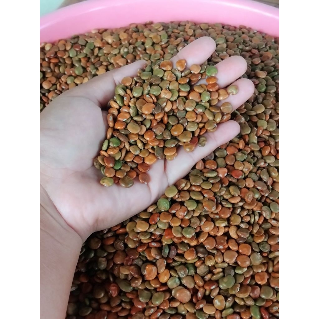 🥔เมล็ดมันแกว มันเภา เม็ดใหม่ปี69 👉 ชุด1 กิโลกรัม.
