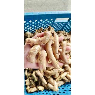 ขิงข้อจิ๋ว ขนาด 5 กิโลกรัม เน้นว่าจิ๋ว จิ๋วมากๆ เหมาะกับคนที…