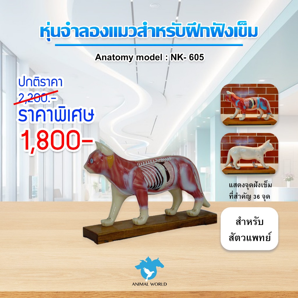 Anatomy model: NK- 605 หุ่นจำลองแมวสำหรับฝึกฝังเข็ม