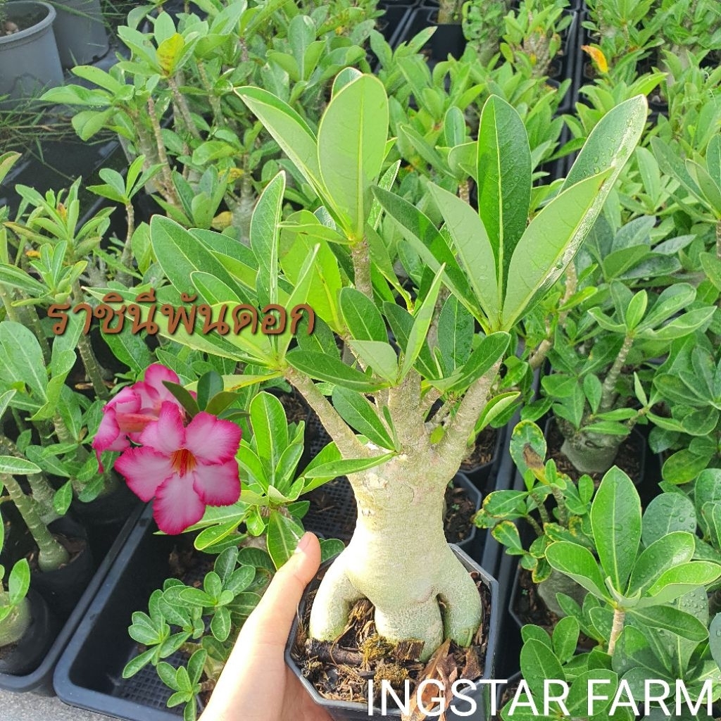 🌱ต้นชวนชม สายพันธุ์ราชินีพันดอก ดอกสีชมพูชั้นเดียว ส่งแบบถอนต้นล้างราก