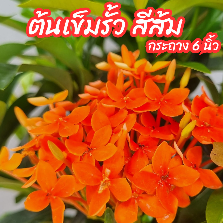 ต้นเข็มเล็ก เข็มรั้วดอกสีส้ม เข็มส้มชัชวาลย์ กระถาง 6 นิ้ว ออกดอกทั้งปี