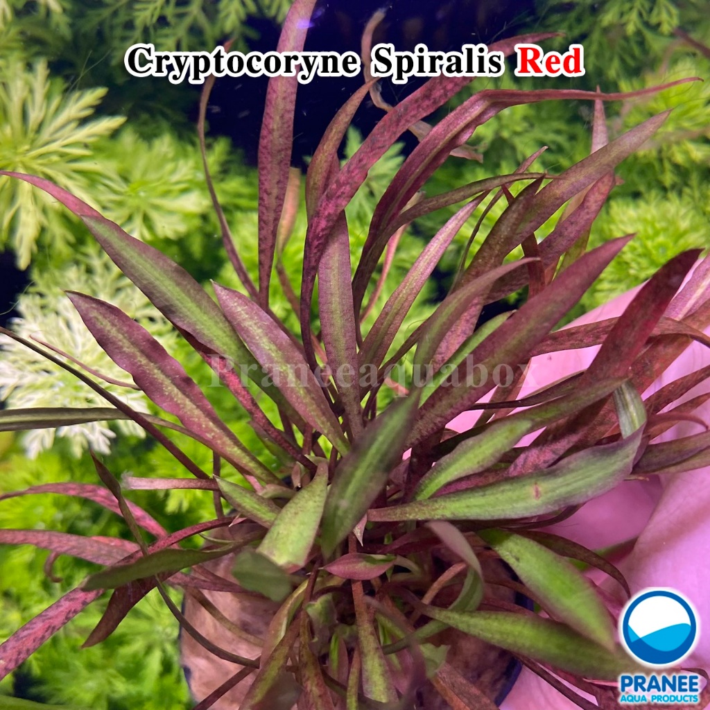 คริป Cryptocoryne Spiralis Red พร้อมปลูกต้นไม้น้ำ ต้นไม้น้ำตกแต่งตู้ปลา ***กรุณาอ่านรายละเอียดก่อนสั่งซื้อ***