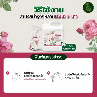 Rosy เซ็ทดูแลกุหลาบ [ยาเม็ด + สเปรย์เพลี้ยแดง + สเปรย์บำรุง] ป้องกันและกำจัดเพลี้ยไฟดื้อยา บำรุงกุหลาบ ปุ๋ยกุหลาบ