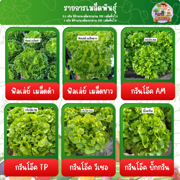พร้อมส่ง เมล็ดผักสลัด ใช้ปลูกแบบไฮโดรโปรนิกส์ได้ ปลุกง่าย โตเร็ว นน. 0.5 กรัม