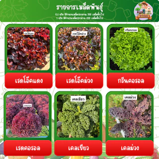 เมล็ดผัก ปลูกแบบไฮโดรโปรนิกส์ โตเร็วแข็งแรง ขนาด 1 กรัม