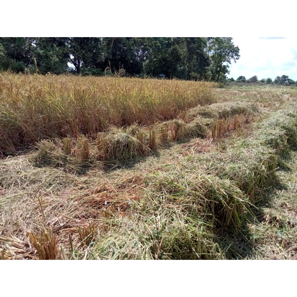 5กิโลฟางข้าวใหม่พ.ย-ธ.ค.68อาหารสัตว์ ปลูกเห็ดฟาง สานไพฟางข้าว - รูปที่ 3