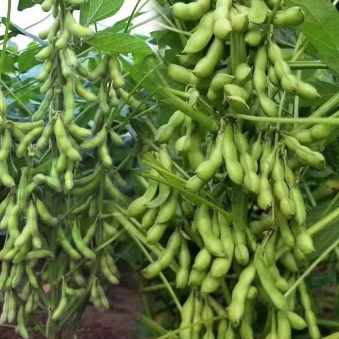 10เมล็ด เมล็ดพันธุ์ ถั่วแระญี่ปุ่น คาริคาชิ Edamame Seeds Green Beans Seeds Vegetables เมล็ดพันธุ์ถั่ว เมล็ดผักสวนครัว
