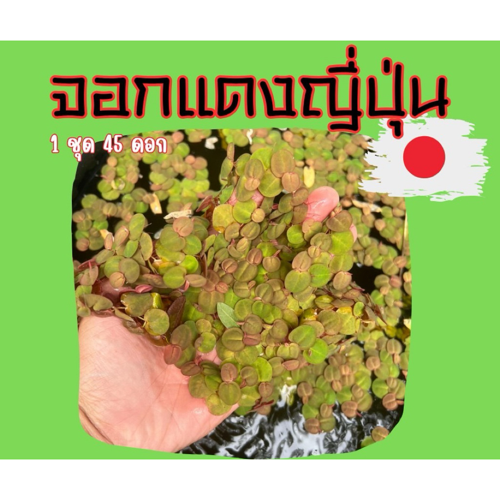 จอกแดงญี่ปุ่น( 1ชุด 45 ดอก)   พรรณไม้น้ำเลี้ยงง่าย สีสวย ชอบแดด ไม้น้ำลอยสีสวย เลี้ยงง่าย ขยายไว ตกแต่งตู้ปลา/บ่อปลา