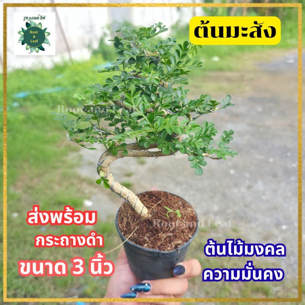 ต้นมะสัง ส่งพร้อมกระถางดำ 3 นิ้ว ต้นไม้มงคล ไม้ประดับทรงสวย ช่วยคุ้มครองบ้านให้อยู่เย็นเป็นสุข