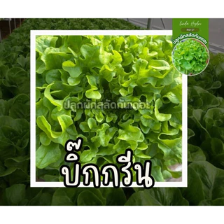 เมล็ดสลัด ยอดนิยม 300 เมล็ด คัดเกรด AAA+ ส่วนลด ราคาถูกลง อัตราการงอกดีเยี่ยม คัดมือ100%