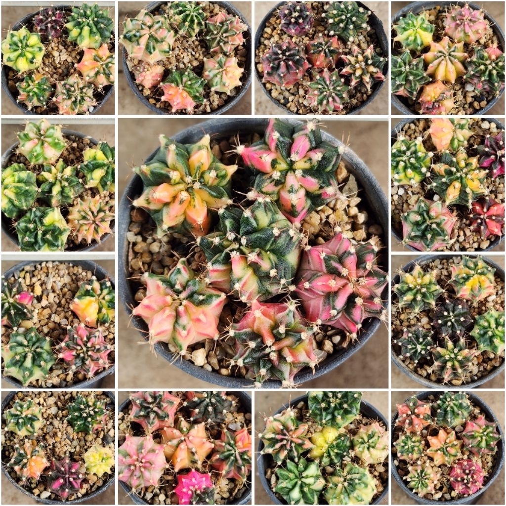 Gymno ชำหน่อจากแม่ไม้เมล็ด จัดพอตกระถาง3 นิ้ว