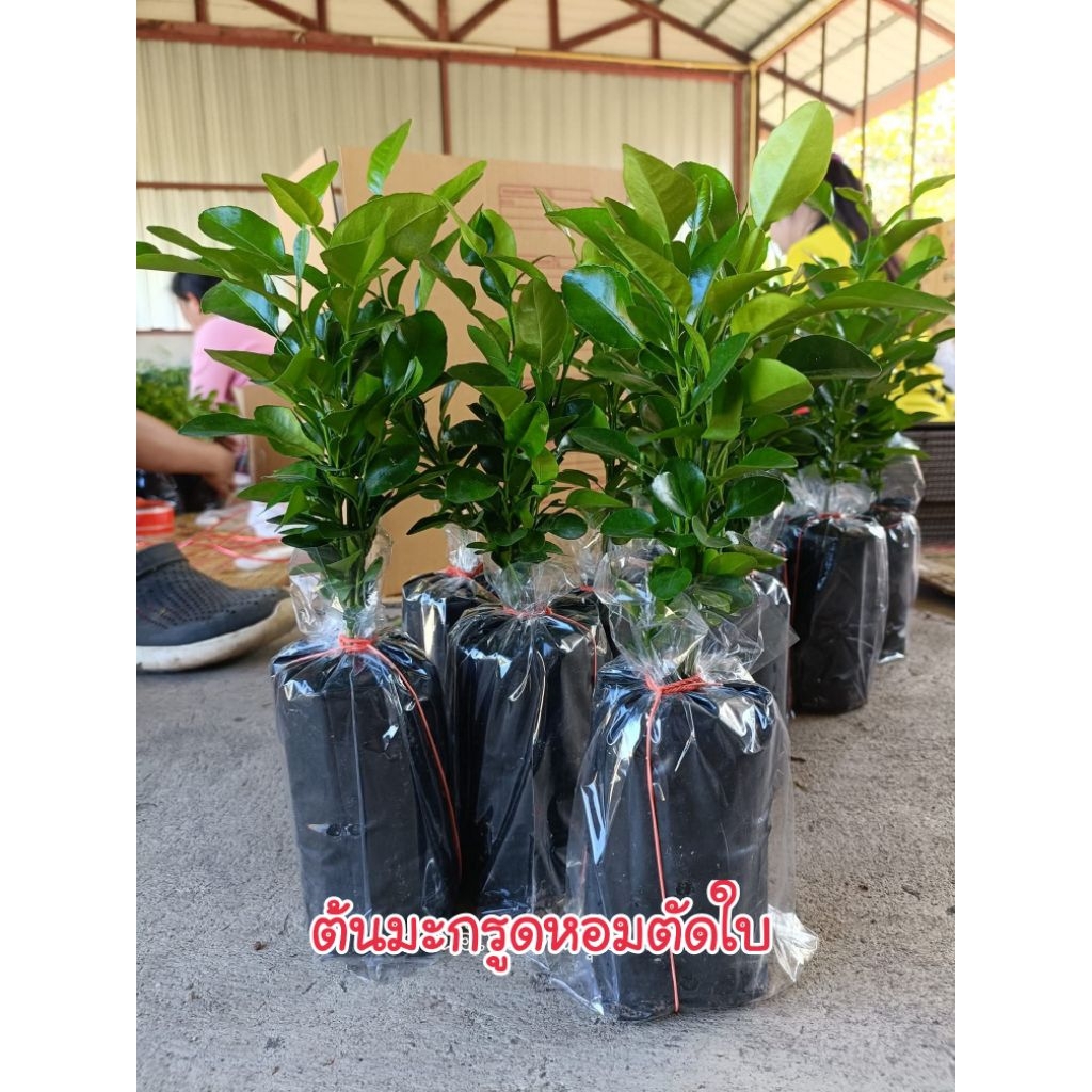 (ชุด 5 ต้น)ต้นมะกรูดหอมตัดใบ 1 ถุงมี 3-5 ต้น แยกปลูกได้ค่ะ