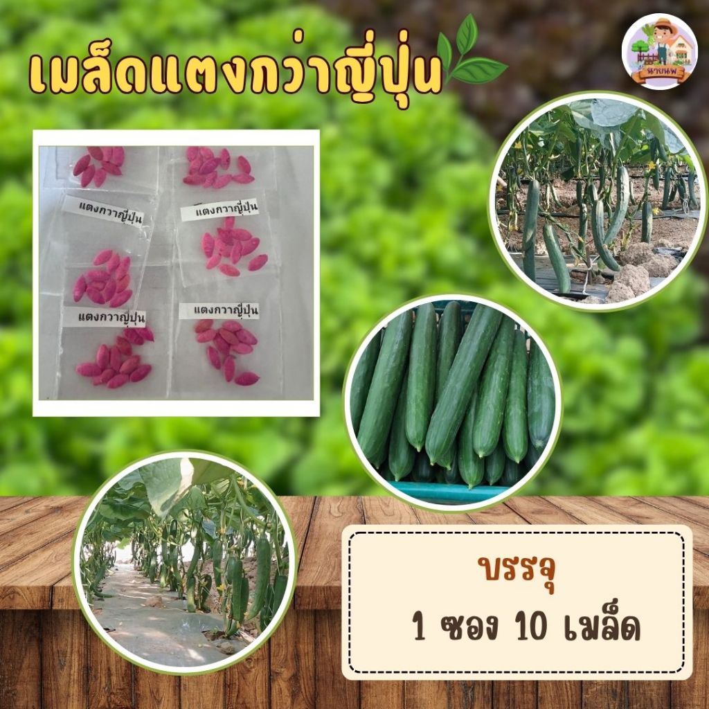 แตงกว่าญี่ปุ่น สามารถปลูกในระบบน้ำ แบบไฮโดรโปนิกส์