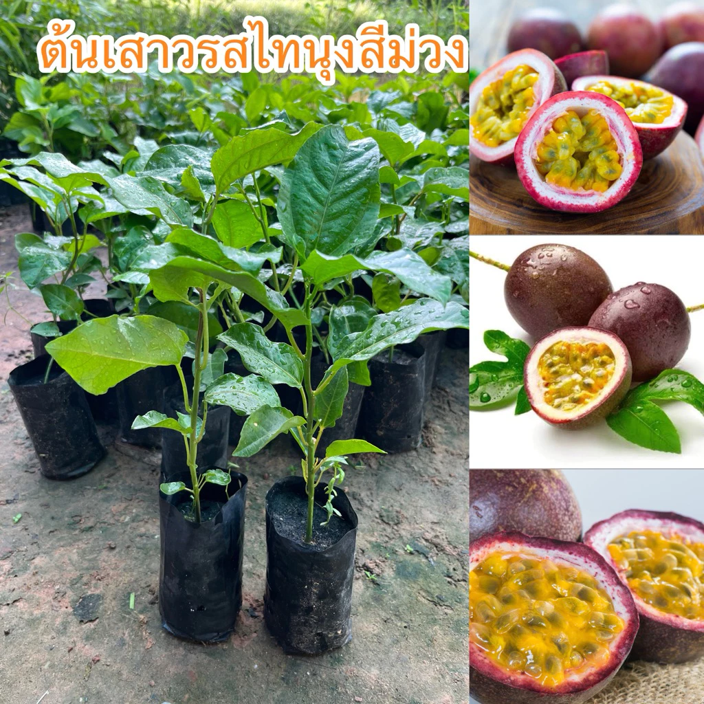 ต้นเสาวรสไทนุงสีม่วง4ต้น80บาท พร้อมส่ง