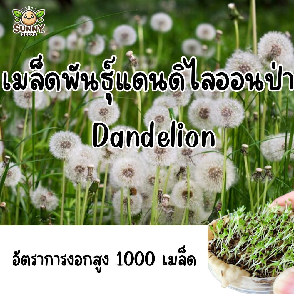เมล็ดพันธุ์ ดอกแดนดิไลออนป่า (Wild Dandelion Seeds)  สำหรับปลูกเป็นดอกสวย/สวนป่า/ธรรมชาติ 1000 เมล็ด