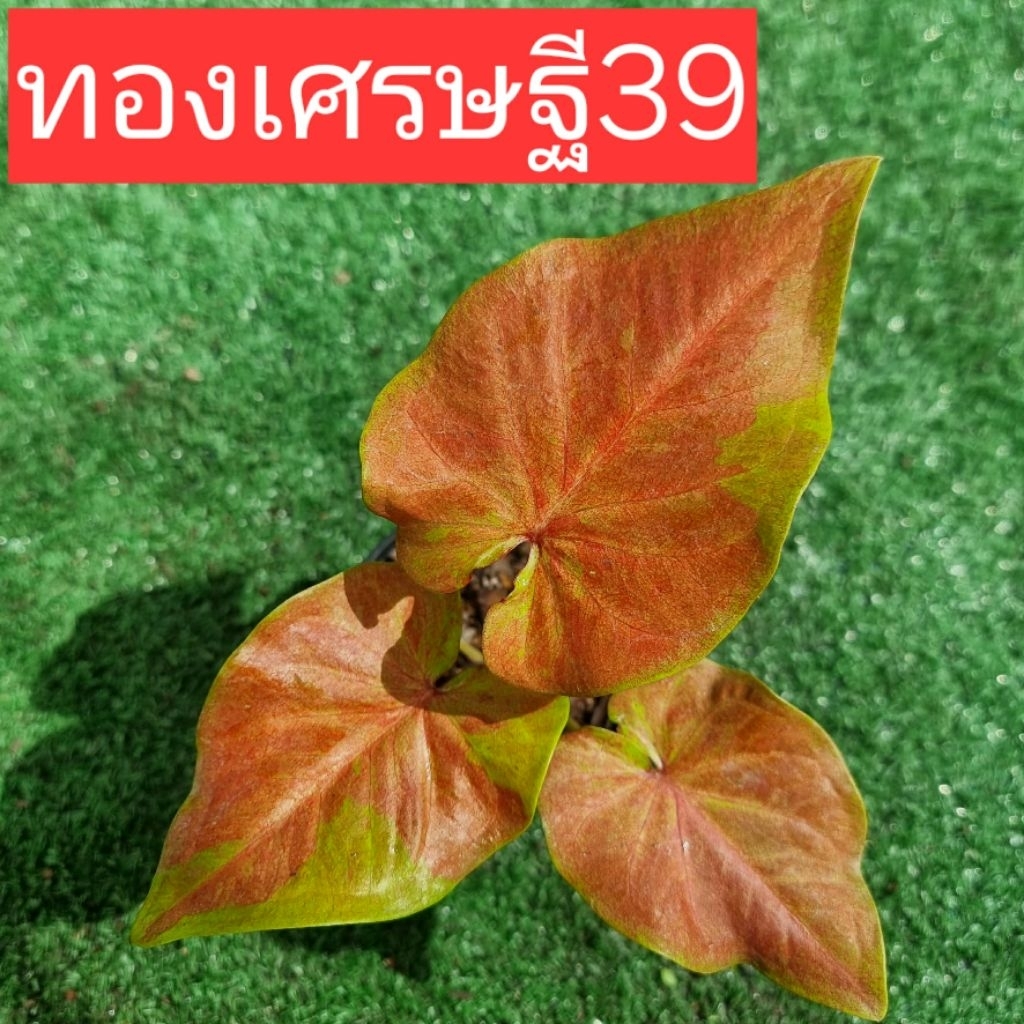 บอนสี ทองเศรษฐี แบ่งกระถาง 4 นิ้วขนาดตามรูปที่ 1-6 แชทเลือกต้นได้ค่ะ