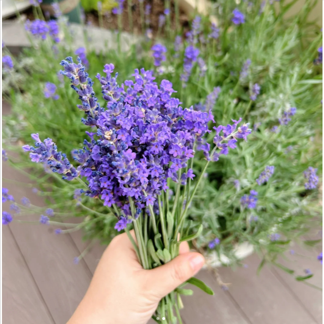 600 เมล็ด ดอกไม้ ลาเวนเดอร์ สายพันธุ์อังกฤษ ปลูกได้ทุกที่ในไทย ทั้งสวยทั้งหอม Lavandula Lavender Seeds สายพันธุ์ Lavende - รูปที่ 4