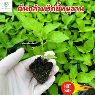 Nisa Garden ต้นกล้าพริกขี้หนูสวน แข็งแรง โตเร็ว 🔥ซื้อ 10 แถมฟรี 2 🔥