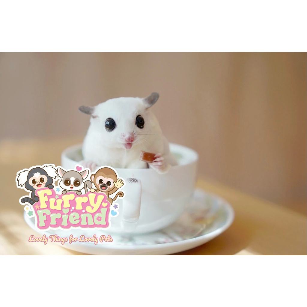 Animan จิ้งหรีดสติ๊กรสออริจินัล สำหรับชูการ์ไกลเดอร์ บุชเบบี้ มาโมเสทและสัตว์กินแมลง