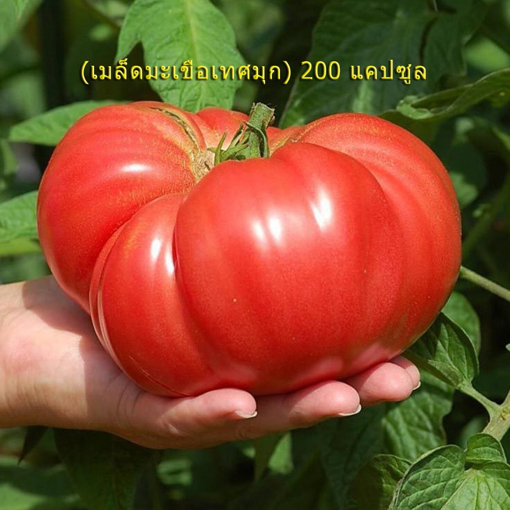 เมล็ดพันธุ์ มะเขือเทศ คอสโตลูโต ( Pearl Tomato Seeds) บรรจุ 200 เมล็ด คุณภาพดี