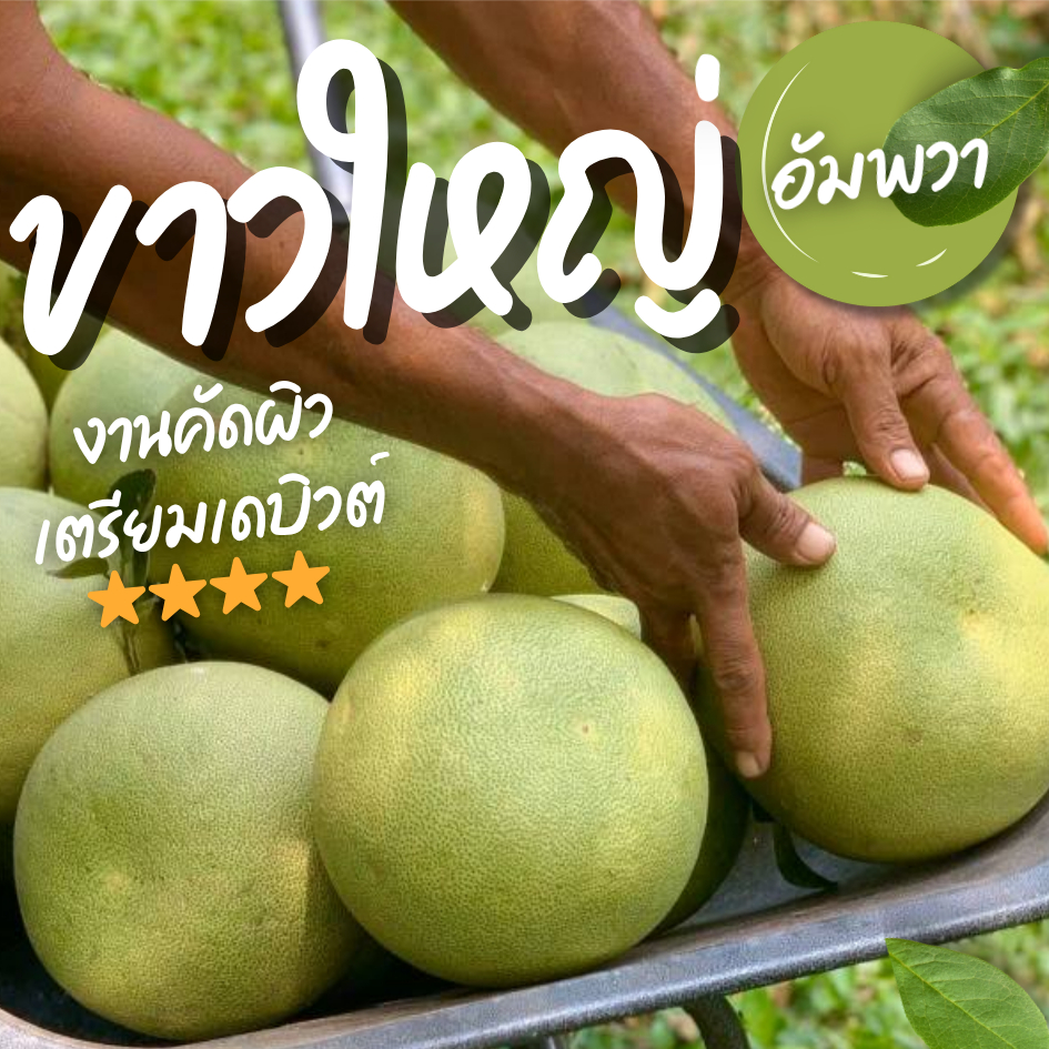 [ครบ 300.- ฟรี !น้ำปลาหวาน] [คัดผิวปานกลาง ทรงสวย] ส้มโอขาวใหญ่อัมพวาแท้ ส่งตรงจากสวน ขายเอง - คละไซส์