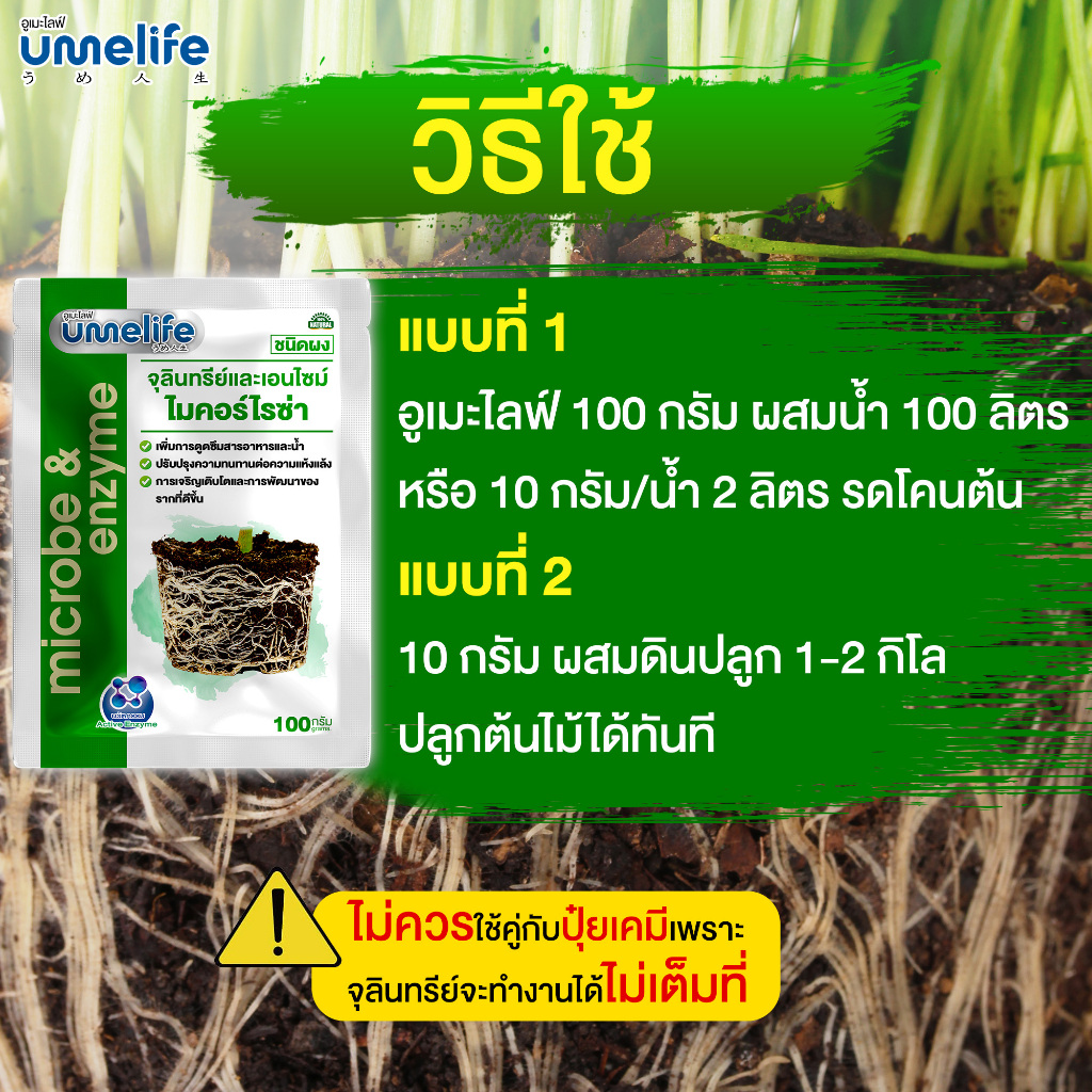 อูเมะไลฟ์ ไมคอร์ไรซ่า 100 กรัม แพ็ค 1-5 ซอง จุลินทรีย์ เร่งราก แตกราก ระเบิดราก รากแน่น บำรุงราก - รูปที่ 2